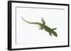 Day Gecko-DLILLC-Framed Photographic Print