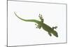 Day Gecko-DLILLC-Mounted Photographic Print