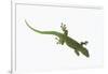 Day Gecko-DLILLC-Framed Photographic Print