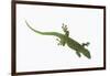 Day Gecko-DLILLC-Framed Photographic Print