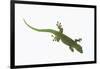 Day Gecko-DLILLC-Framed Photographic Print