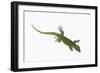 Day Gecko-DLILLC-Framed Photographic Print