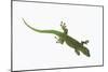 Day Gecko-DLILLC-Mounted Photographic Print