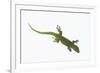 Day Gecko-DLILLC-Framed Photographic Print