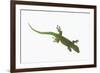 Day Gecko-DLILLC-Framed Photographic Print