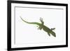 Day Gecko-DLILLC-Framed Photographic Print