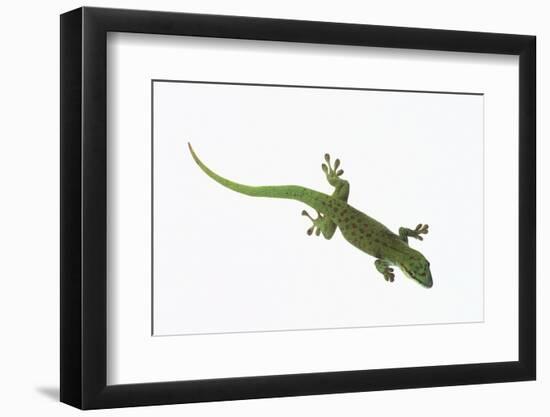 Day Gecko-DLILLC-Framed Photographic Print