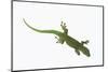 Day Gecko-DLILLC-Mounted Photographic Print