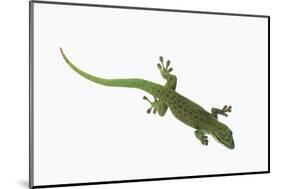 Day Gecko-DLILLC-Mounted Photographic Print