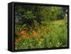 Day Lilies Growing Along Edge of Woods, Louisville, Kentucky, USA-Adam Jones-Framed Stretched Canvas