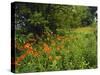 Day Lilies Growing Along Edge of Woods, Louisville, Kentucky, USA-Adam Jones-Stretched Canvas