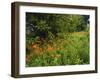 Day Lilies Growing Along Edge of Woods, Louisville, Kentucky, USA-Adam Jones-Framed Photographic Print