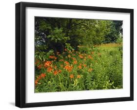 Day Lilies Growing Along Edge of Woods, Louisville, Kentucky, USA-Adam Jones-Framed Photographic Print