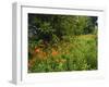 Day Lilies Growing Along Edge of Woods, Louisville, Kentucky, USA-Adam Jones-Framed Photographic Print