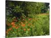Day Lilies Growing Along Edge of Woods, Louisville, Kentucky, USA-Adam Jones-Stretched Canvas