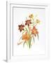 Day Lilies-Marion Sheehan-Framed Collectable Print