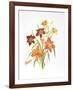 Day Lilies-Marion Sheehan-Framed Collectable Print