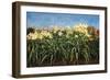 Day Lillies, c.1992-Helen J. Vaughn-Framed Giclee Print