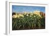 Day Lillies, c.1992-Helen J. Vaughn-Framed Giclee Print