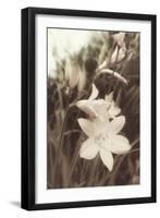 Day Lillies-Mindy Sommers-Framed Giclee Print