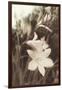 Day Lillies-Mindy Sommers-Framed Giclee Print