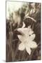 Day Lillies-Mindy Sommers-Mounted Giclee Print