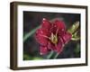 Day Lilly-J.D. Mcfarlan-Framed Photographic Print