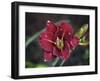 Day Lilly-J.D. Mcfarlan-Framed Photographic Print