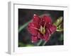 Day Lilly-J.D. Mcfarlan-Framed Photographic Print