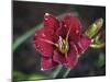 Day Lilly-J.D. Mcfarlan-Mounted Photographic Print