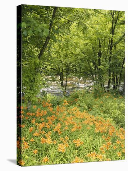 Day Lily Flowers Growing Along Little Pigeon River, Great Smoky Mountains National Park, Tennessee-Adam Jones-Stretched Canvas
