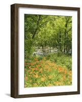 Day Lily Flowers Growing Along Little Pigeon River, Great Smoky Mountains National Park, Tennessee-Adam Jones-Framed Photographic Print