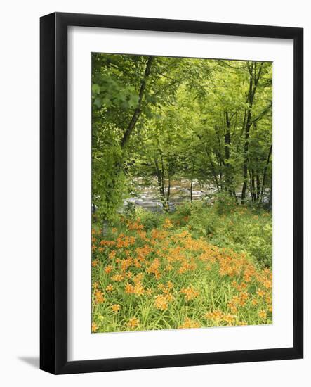 Day Lily Flowers Growing Along Little Pigeon River, Great Smoky Mountains National Park, Tennessee-Adam Jones-Framed Photographic Print