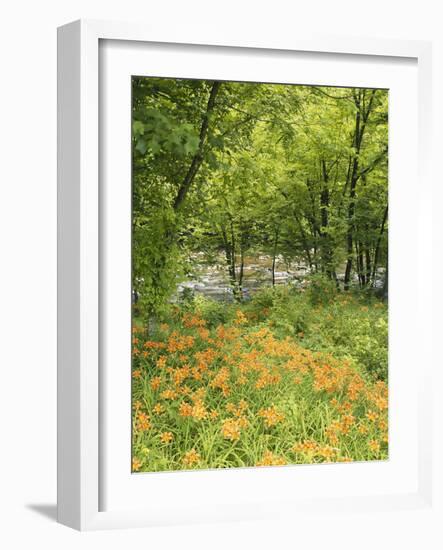 Day Lily Flowers Growing Along Little Pigeon River, Great Smoky Mountains National Park, Tennessee-Adam Jones-Framed Photographic Print