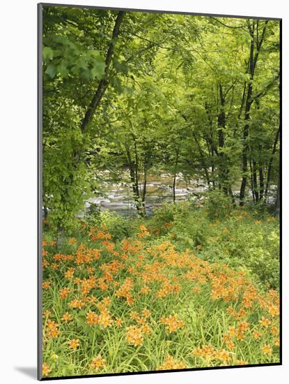 Day Lily Flowers Growing Along Little Pigeon River, Great Smoky Mountains National Park, Tennessee-Adam Jones-Mounted Photographic Print