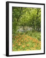 Day Lily Flowers Growing Along Little Pigeon River, Great Smoky Mountains National Park, Tennessee-Adam Jones-Framed Photographic Print