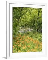 Day Lily Flowers Growing Along Little Pigeon River, Great Smoky Mountains National Park, Tennessee-Adam Jones-Framed Photographic Print