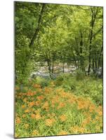 Day Lily Flowers Growing Along Little Pigeon River, Great Smoky Mountains National Park, Tennessee-Adam Jones-Mounted Photographic Print