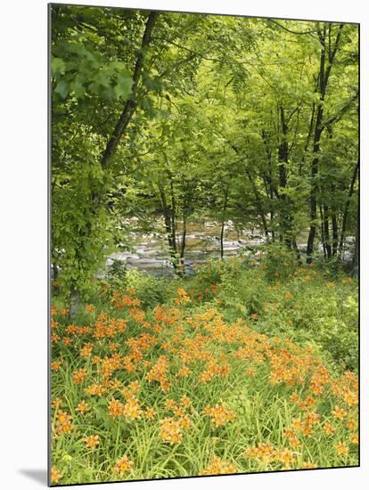 Day Lily Flowers Growing Along Little Pigeon River, Great Smoky Mountains National Park, Tennessee-Adam Jones-Mounted Photographic Print