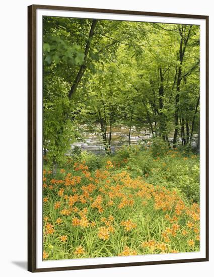 Day Lily Flowers Growing Along Little Pigeon River, Great Smoky Mountains National Park, Tennessee-Adam Jones-Framed Photographic Print