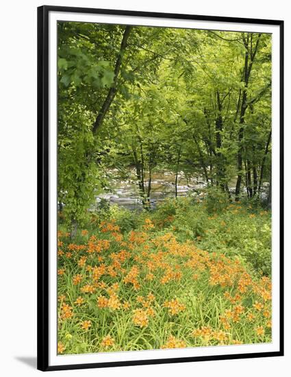 Day Lily Flowers Growing Along Little Pigeon River, Great Smoky Mountains National Park, Tennessee-Adam Jones-Framed Photographic Print