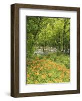 Day Lily Flowers Growing Along Little Pigeon River, Great Smoky Mountains National Park, Tennessee-Adam Jones-Framed Photographic Print