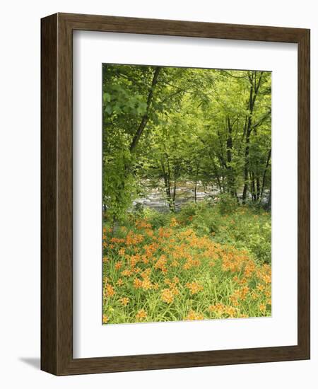 Day Lily Flowers Growing Along Little Pigeon River, Great Smoky Mountains National Park, Tennessee-Adam Jones-Framed Photographic Print