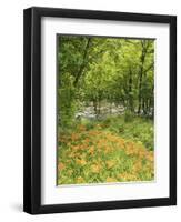 Day Lily Flowers Growing Along Little Pigeon River, Great Smoky Mountains National Park, Tennessee-Adam Jones-Framed Photographic Print