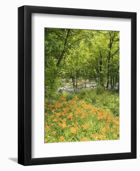 Day Lily Flowers Growing Along Little Pigeon River, Great Smoky Mountains National Park, Tennessee-Adam Jones-Framed Photographic Print