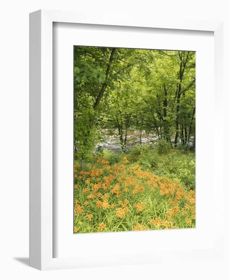 Day Lily Flowers Growing Along Little Pigeon River, Great Smoky Mountains National Park, Tennessee-Adam Jones-Framed Photographic Print