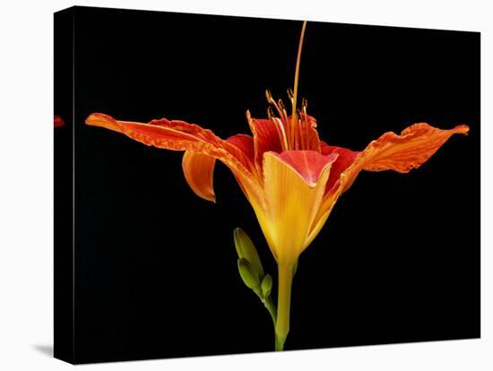 Day Lily I-Jim Christensen-Stretched Canvas