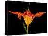 Day Lily I-Jim Christensen-Stretched Canvas