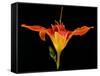 Day Lily I-Jim Christensen-Framed Stretched Canvas