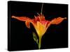 Day Lily I-Jim Christensen-Stretched Canvas